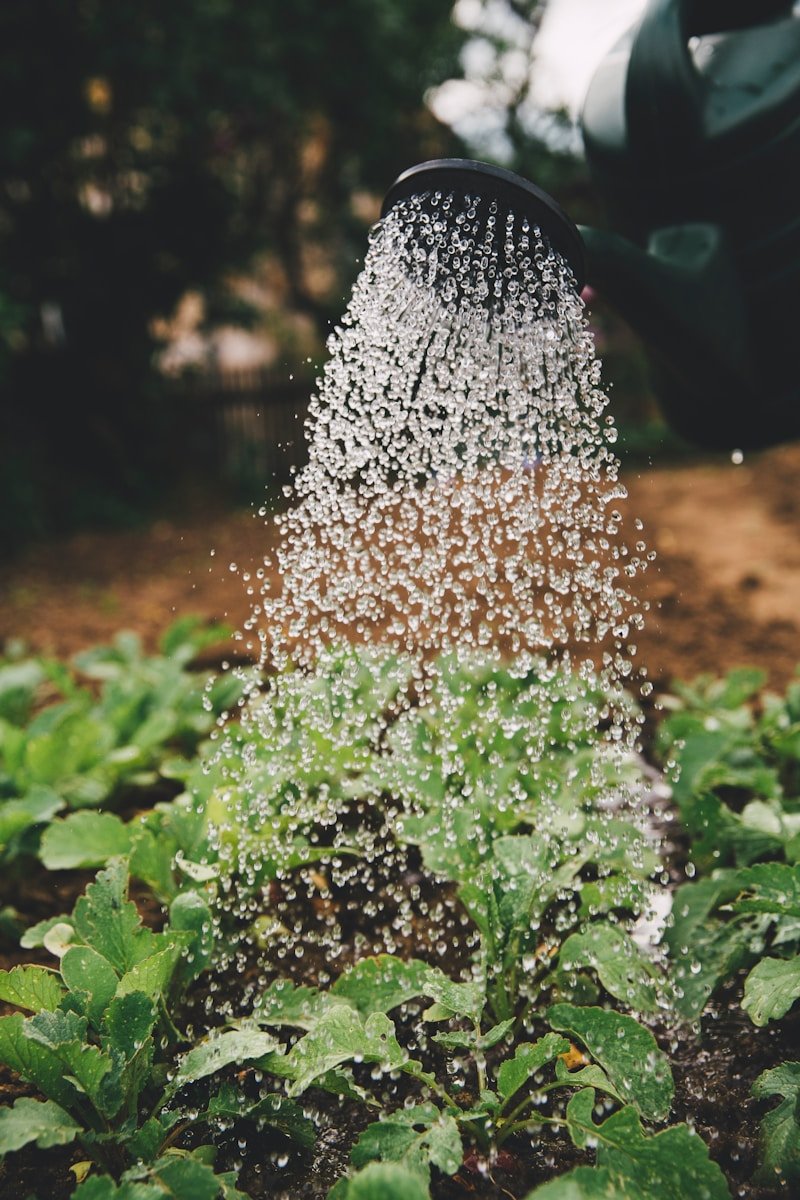Empresa Multiservicios Torrejon de Ardoz - person watering plant